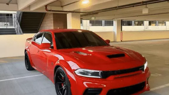 Kitten Hide And Seek